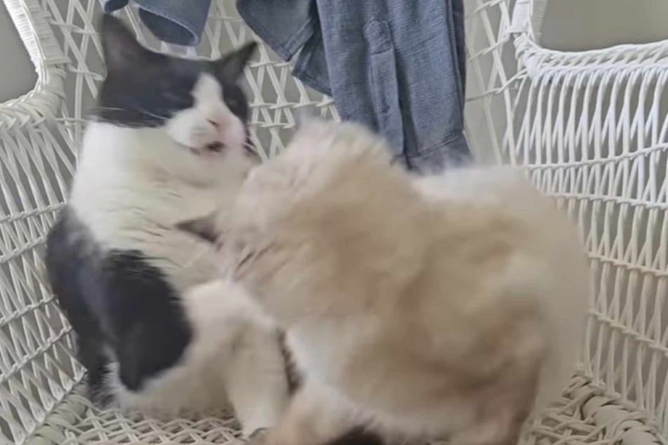 Milo zase jednou udeřil. Prostě nemá žádnou chuť na nového spolubydlícího.