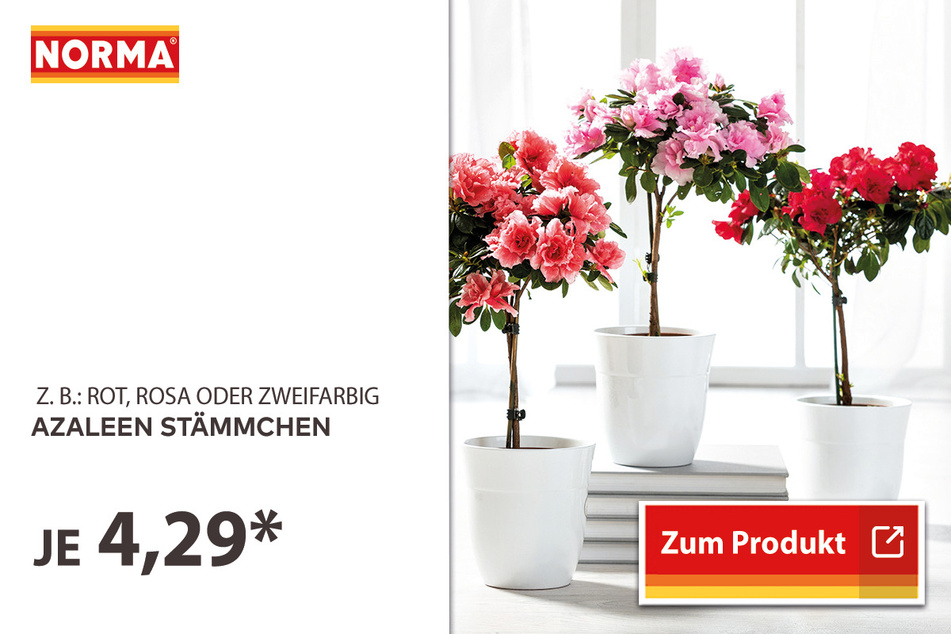 Hyazinthe für 1,59 Euro.