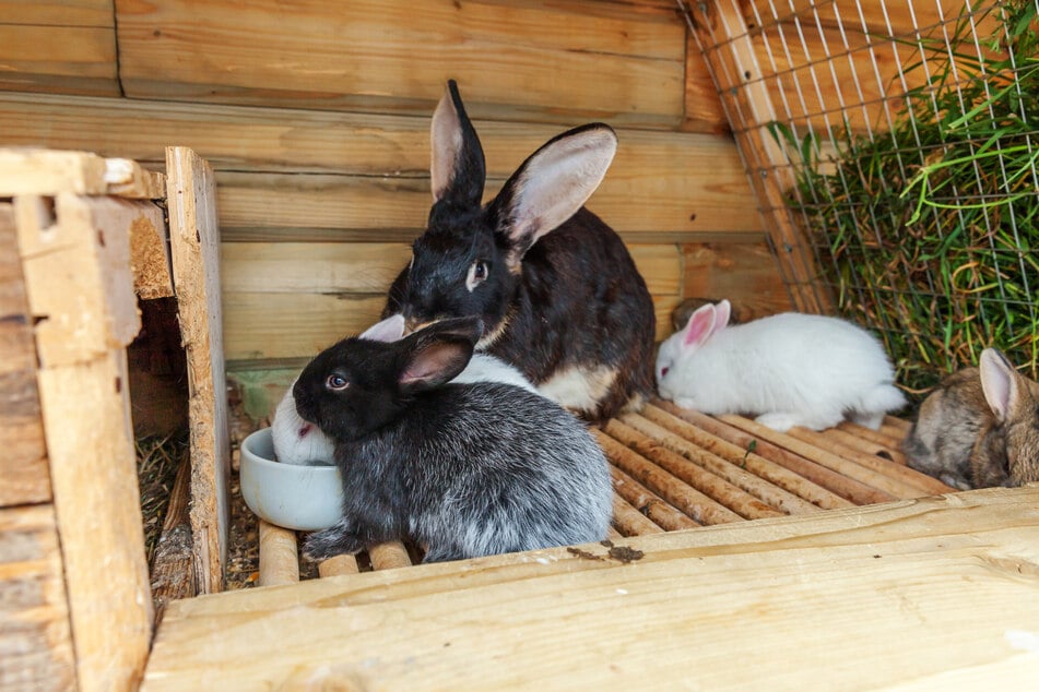 Unbehandeltes Holz eignet sich bestens für einen winterfesten Kaninchenstall.