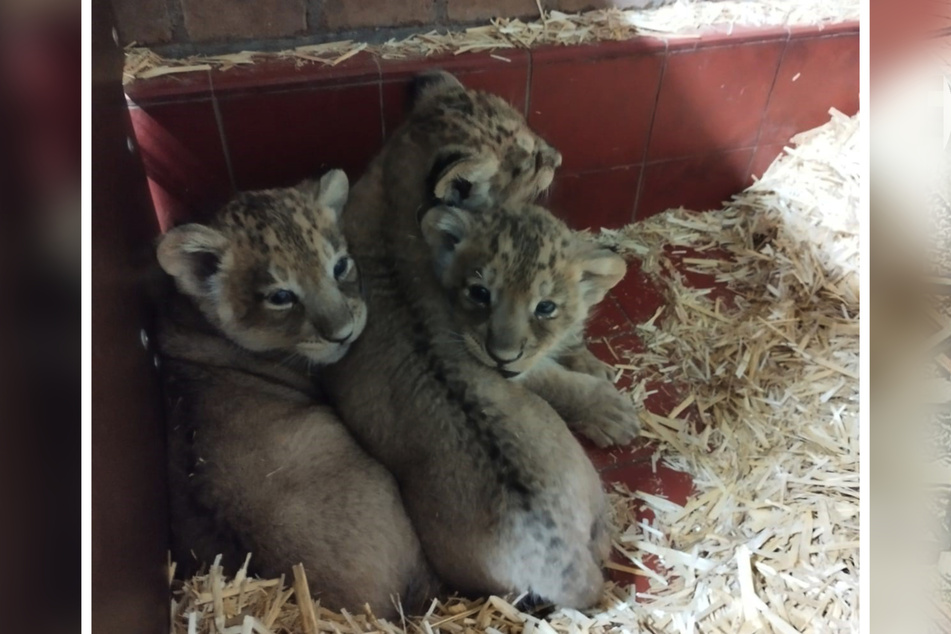 Die drei Löwen-Jungtiere entwickeln sich nach Angaben des Kölner Zoos wie gewünscht.