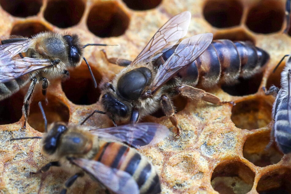 Die Bienen verendeten in dem Kasten (Symbolfoto).