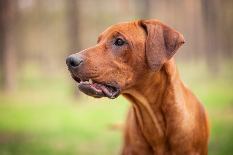 War es ein Rhodesian Ridgeback? (Symbolbild)