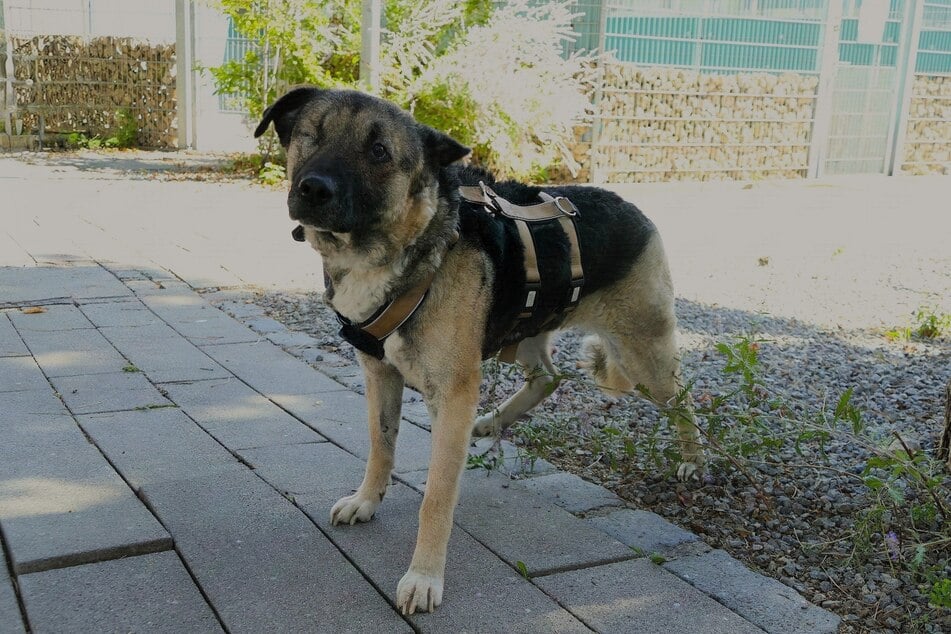 Hündin Sofie ist noch sehr schüchtern und ängstlich. Wer gibt ihr Sicherheit?