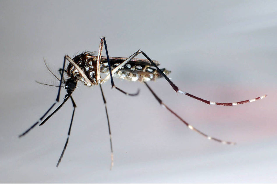 Stechmücken der Art "Aedes aegypti" übertragen das Dengue-Fieber und andere Krankheiten.