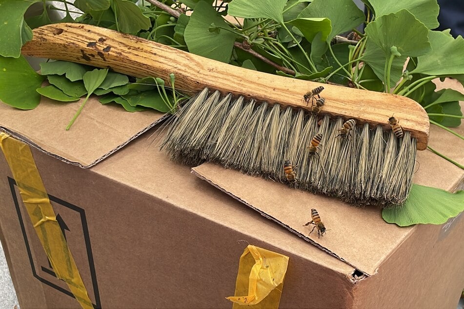 Die Feuerwehr unterstütze den Imker bei der Rettung des Bienenvolkes.