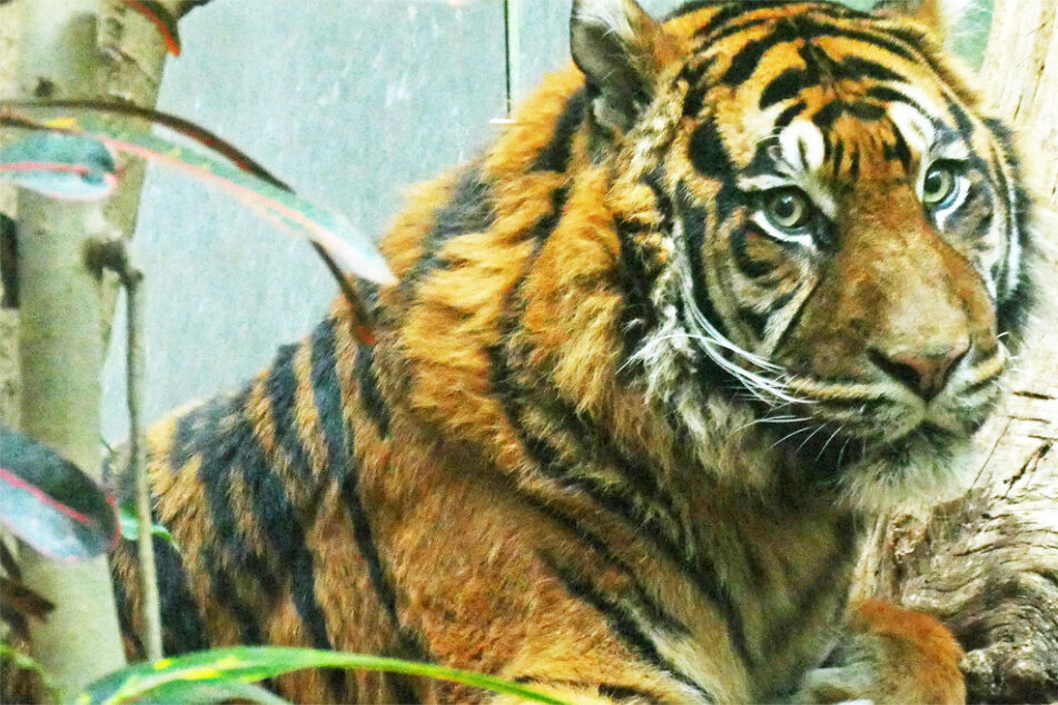 Neuzugang im Zoo Frankfurt: Sumatra-Tiger "Emas" gilt als ruhig und umgänglich, ob es bald Tiger-Nachwuchs in der Mainmetropole gibt?