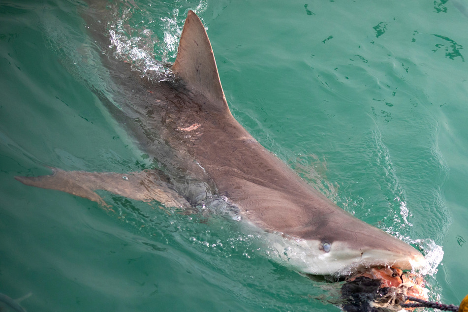 The shark Tristan wrangled is said to have been around three meters long (stock image).
