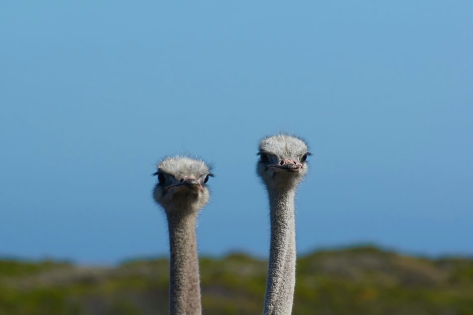 More than 400 ostriches have been temporarily stayed from the executioner after the Canadian Supreme Court issued a stay on their culling.