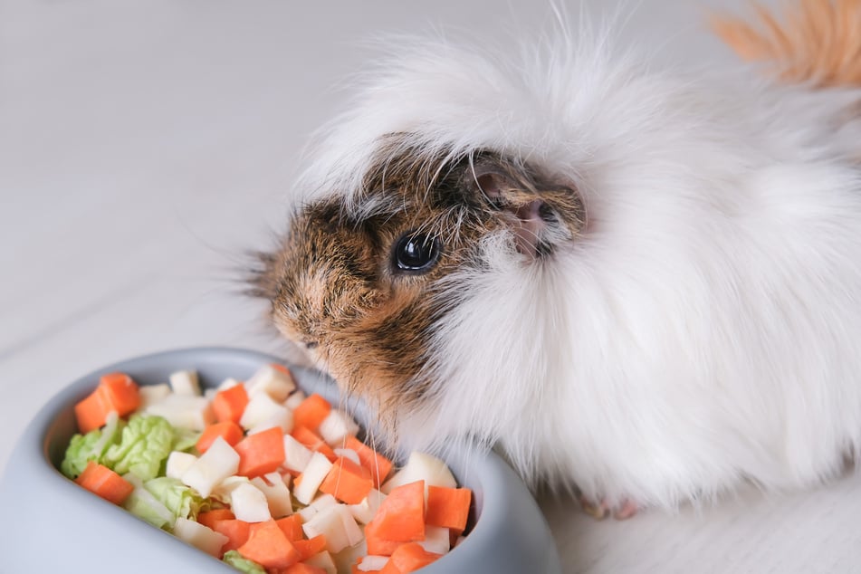 Sellerie ist eine leckere Ergänzung zur sonstigen Ernährung von Meerschweinen.
