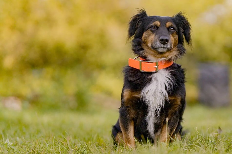 Besitzer in Gewahrsam: Einweisungshund Bubbele hat es faustdick hinter den Ohren