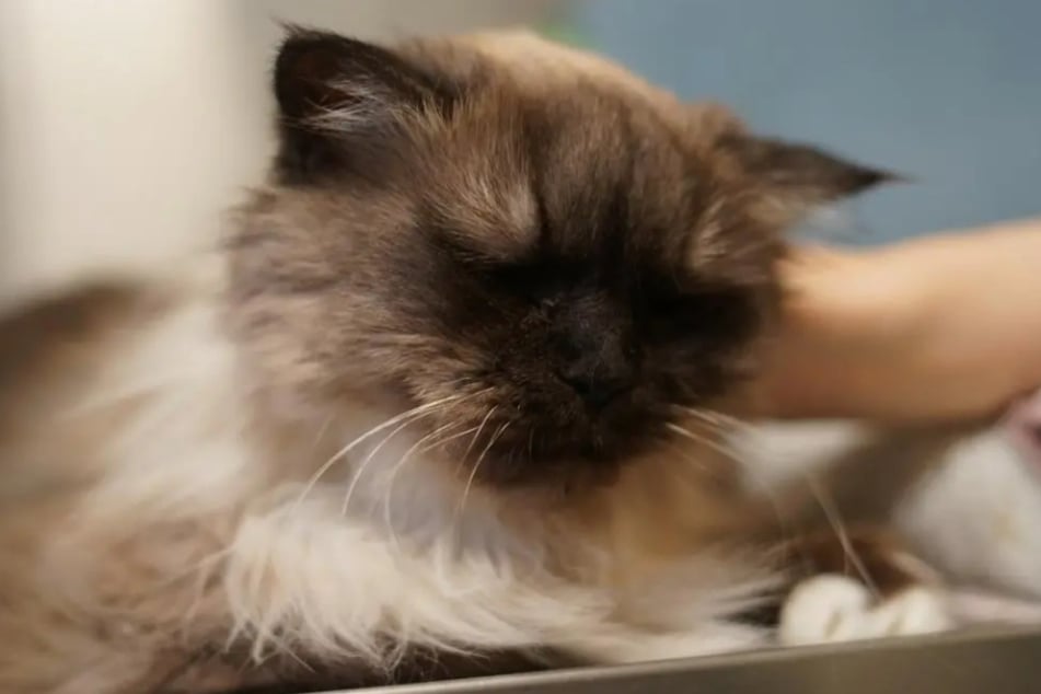 La chatte sauvage sibérienne Hiboux de la maison d'accueil pour animaux de Hambourg recherche un véritable foyer.