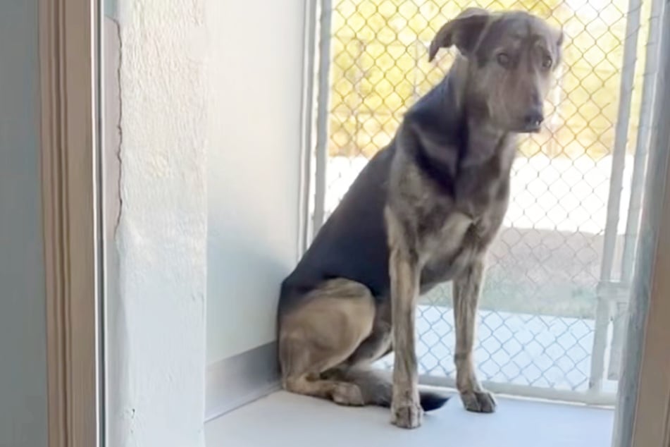 Im Clip sieht man, dass Milo vor Angst zittert.