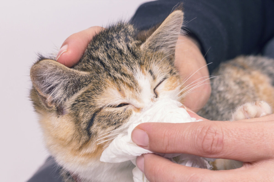 The symptoms of cat flu can be quite dangerous, so treatment is necessary.