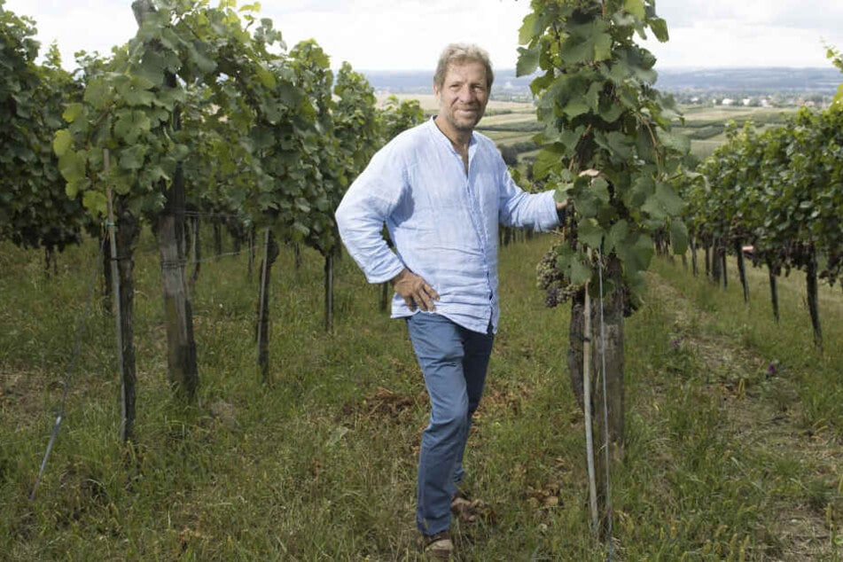 Klaus Zimmerling, wie jeder ihn kennt: zwischen seinen Weinreben auf dem Hang in Pillnitz.