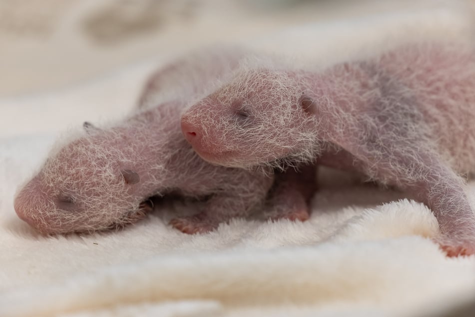 Die zwei Babys müssen sich zunächst ausreichend entwickeln, um sich den Zoobesuchern zu zeigen.