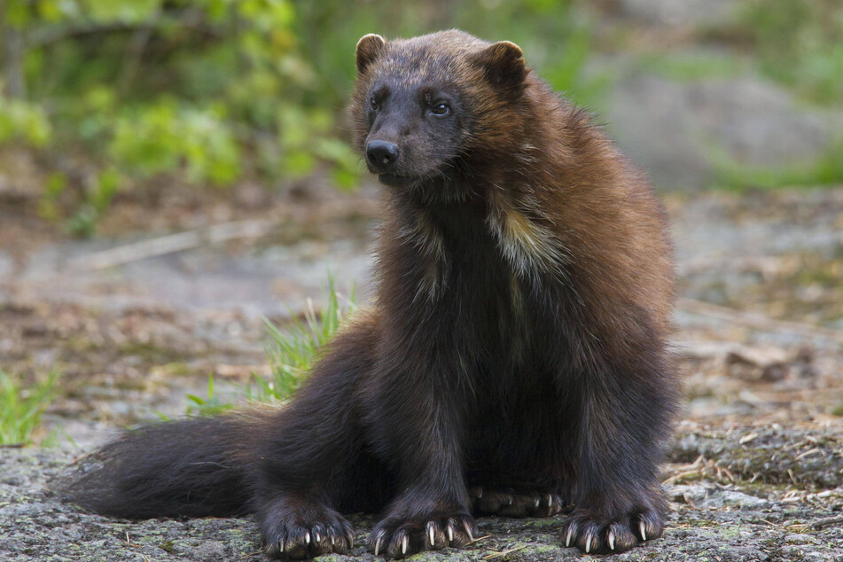 Conservationists have fought for protections for the wolverine since 1994.