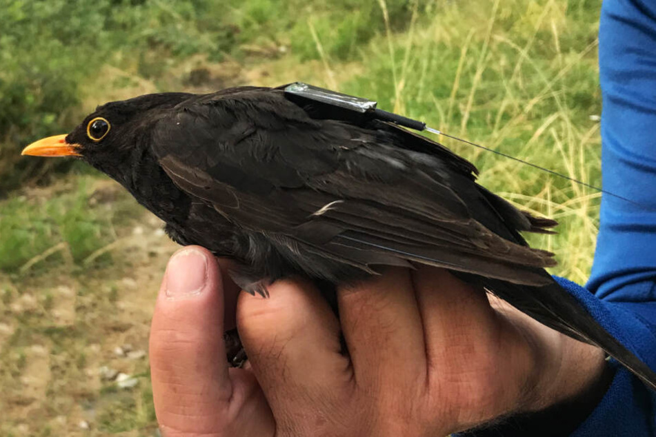 Eine Amsel trägt einen Sender, der über die ISS wertvolle Daten liefern soll.