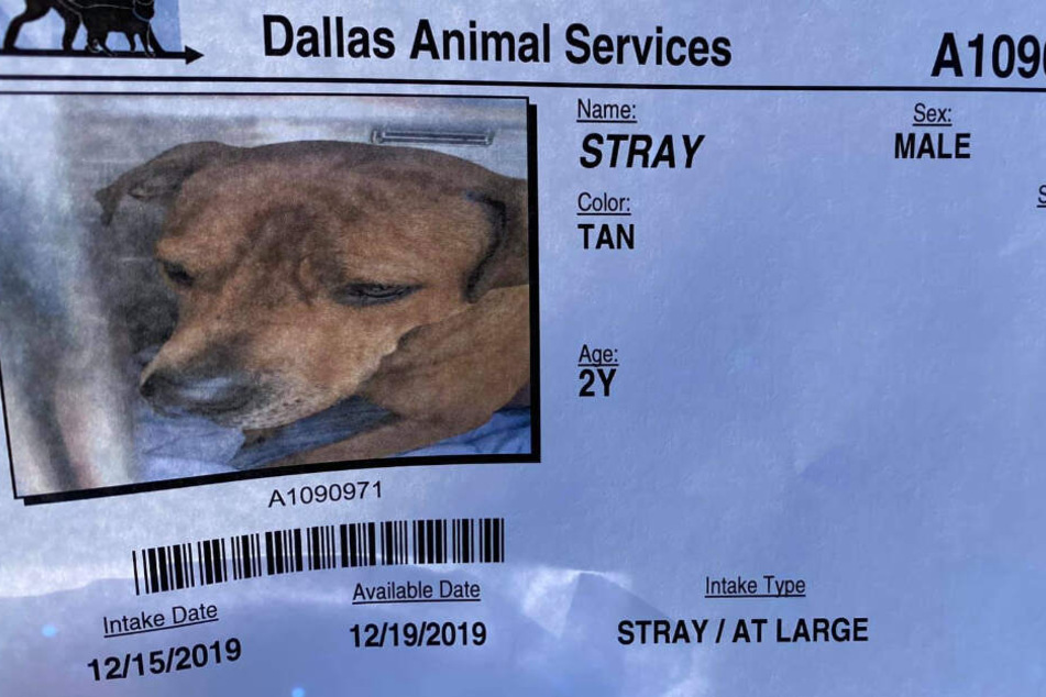 Dann griff das Tierheim von Dallas ein.
