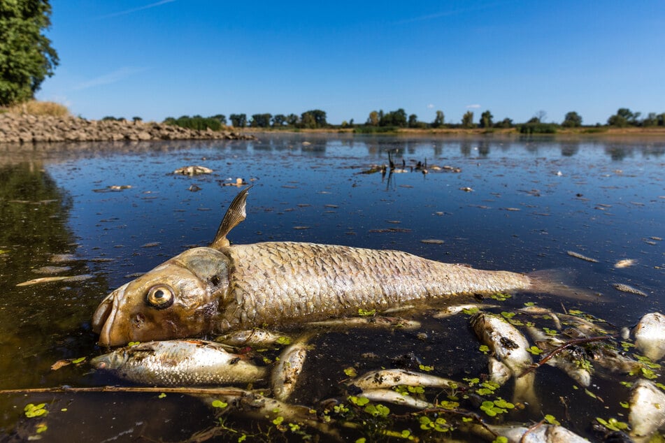 In der Oder sind im August 2022 bis zu 1000 Fische verendet, weil sie zu wenig Sauerstoff hatten.