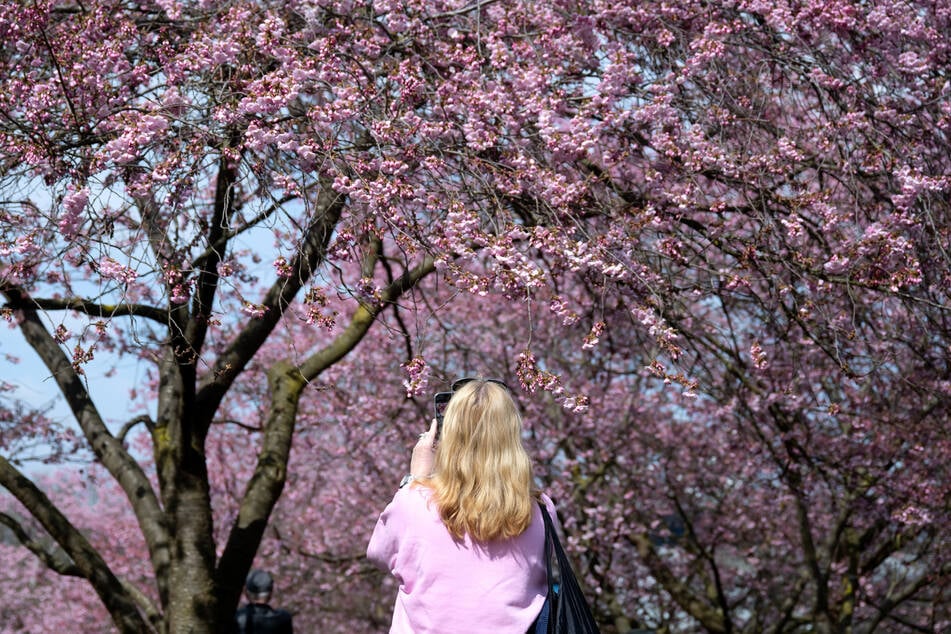 In München beginnen die Kirschblüten zu blühen.