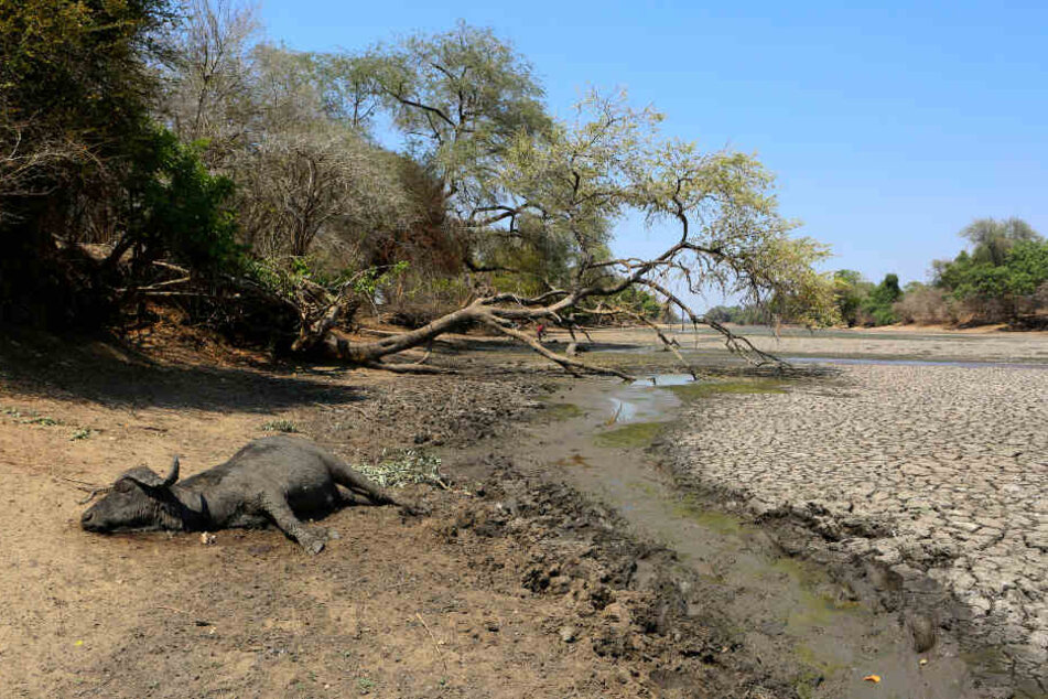 Der Kadaver eines Büffels liegt am Rande einer Wasserstelle, die früher eine verlässliche Wasserversorgung im Mana Pools Nationalpark in Simbabwe garantierte.