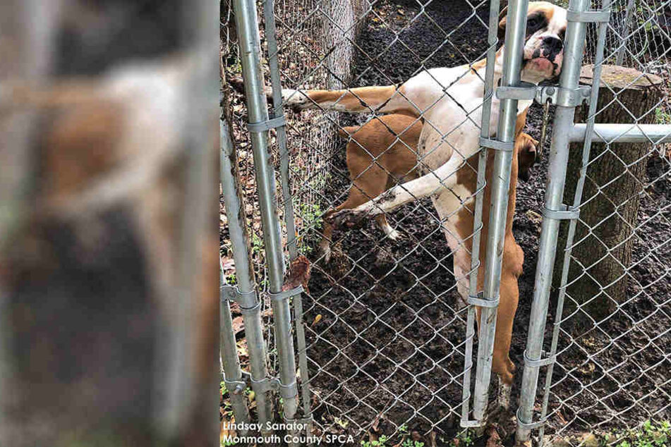 Rund 130 Hunde wurden im verwahrlosten Zustand gefunden.