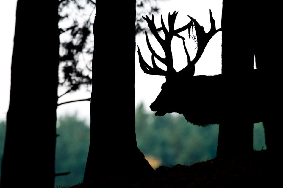 Der Hirsch wurde vermutlich getötet, um ihn zu verzehren oder zu verkaufen. (Symbolbild)