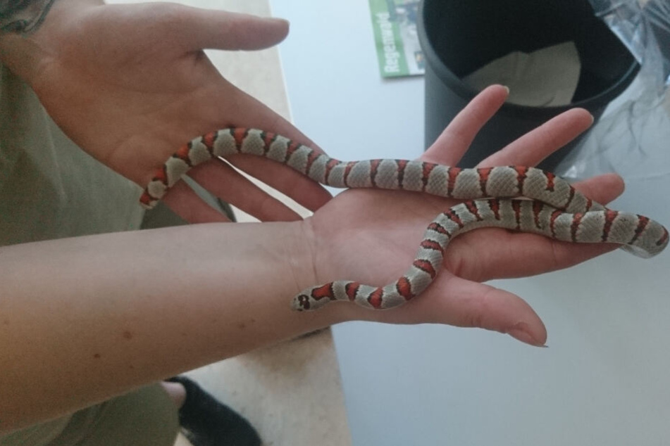 Diese Königsnatter sorgte für Aufregung.
