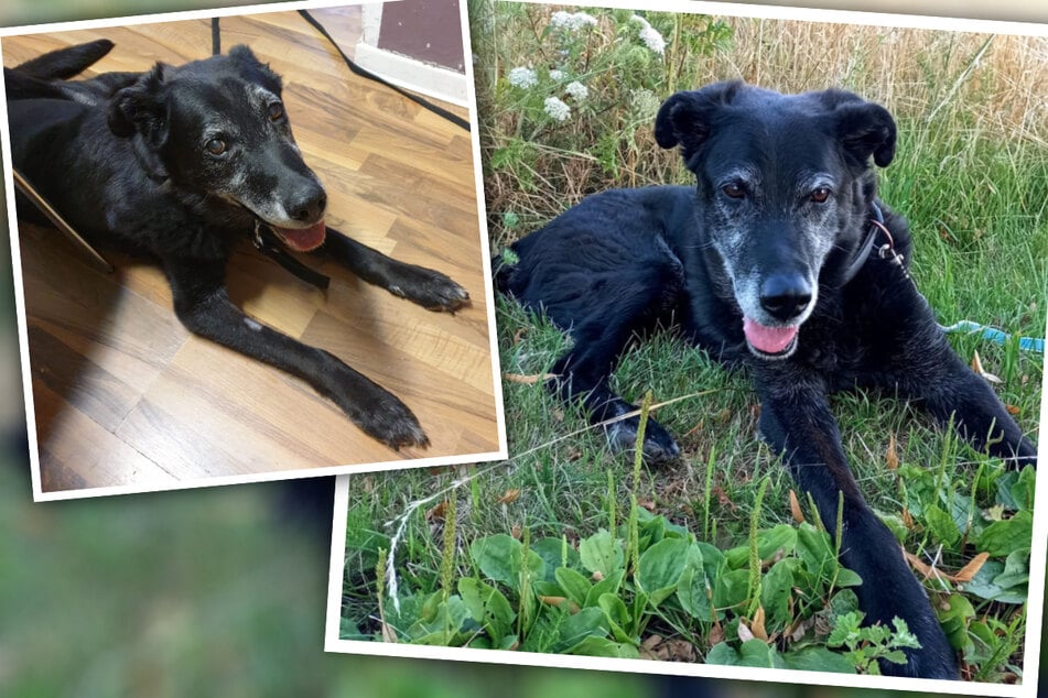 "Nichts im Tierheim zu suchen": Hunde-Opi braucht dringend ein neues Zuhause!