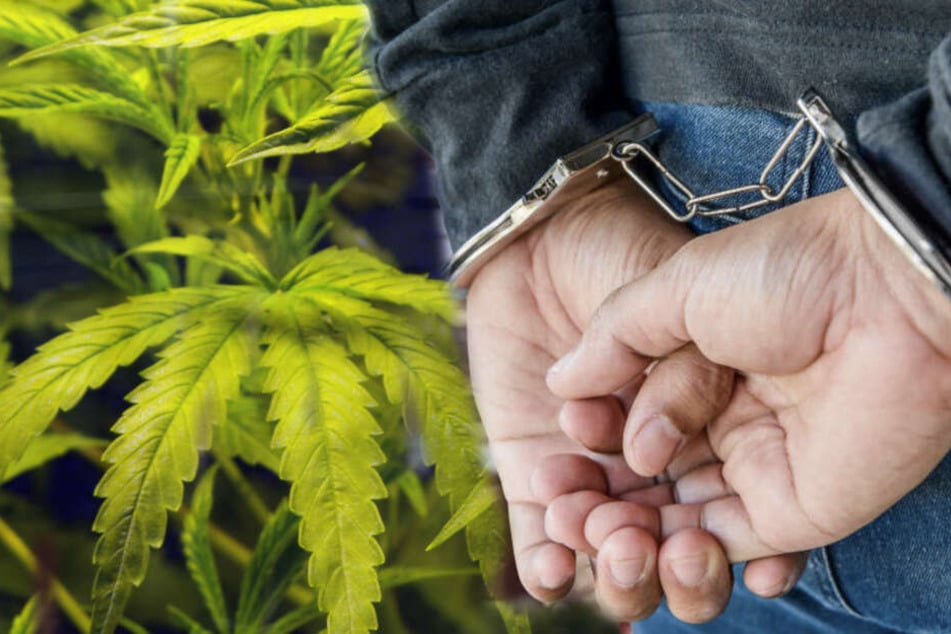 29 Kilogramm Marihuana stellten die Beamten sicher.
