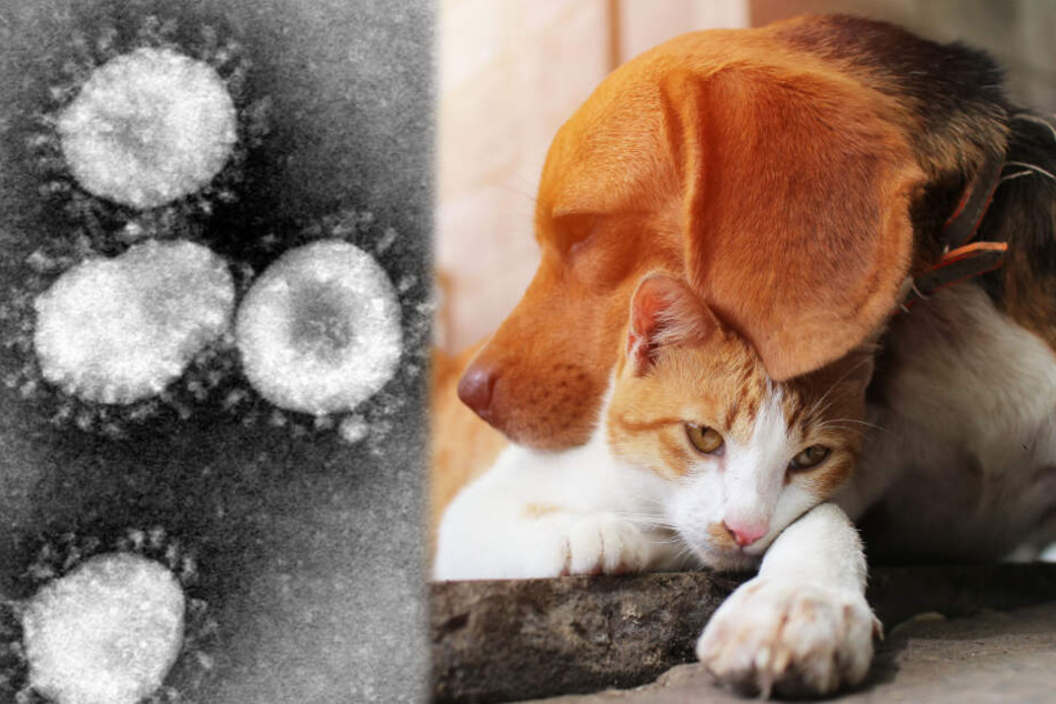 Können Hunde und Katzen das Coronavirus bekommen?