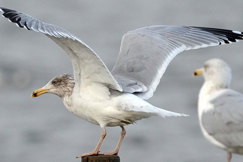 Besonders See- und Wasservögel sind betroffen.