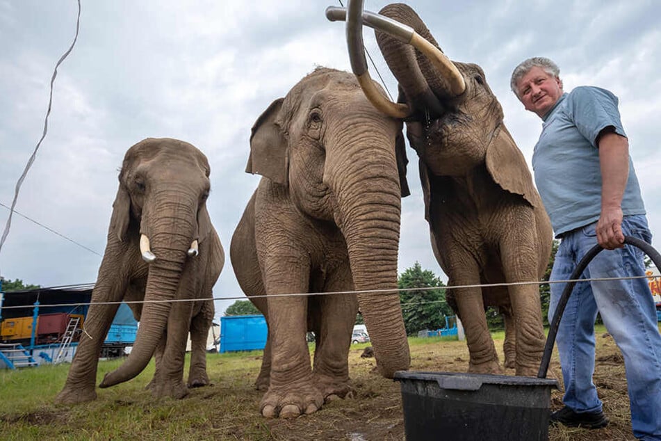 Tierquälerei? Tierschützer sorgen sich um Elefanten im "Circus Afrika"