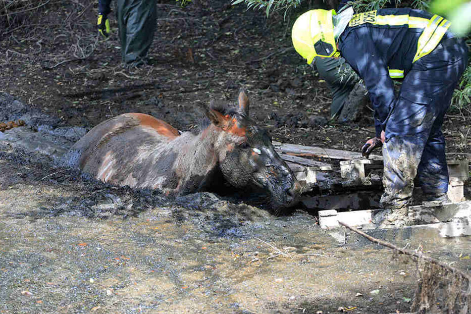 Das Pferd versank bis zum Hals im Schlamm und konnte sich nicht mehr befreien.
