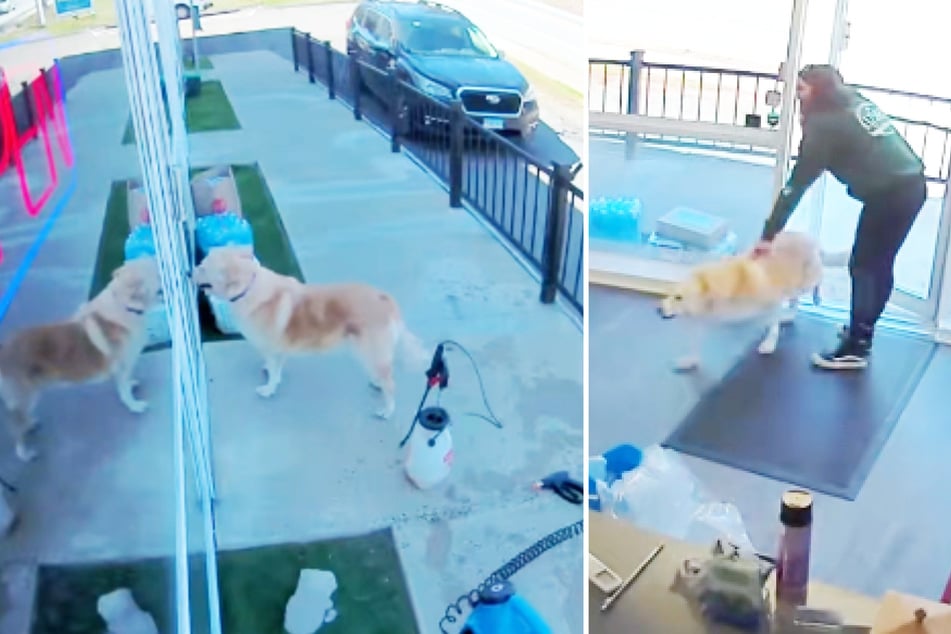 Hündin "Kiera" war von zu Hause ausgebüxt, um an ihrem freien Tag zur Hundetagesstätte zu flitzen.