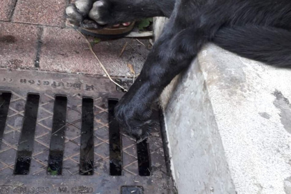 Der Labrador klemmte seine linke Pfote in einem Kanalgitter ein.