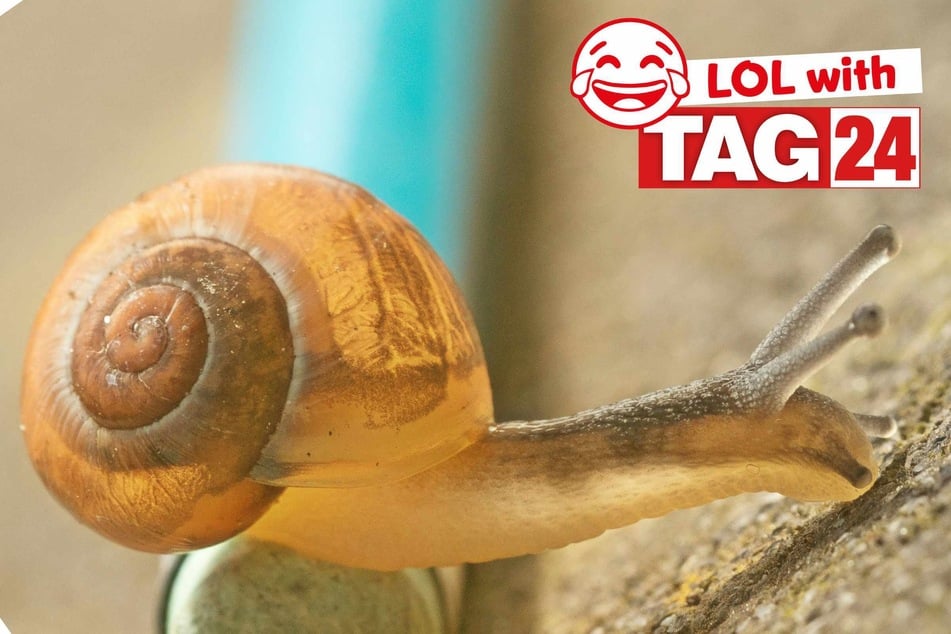 Joke of the Night for April 12, 2026: A slithering silly