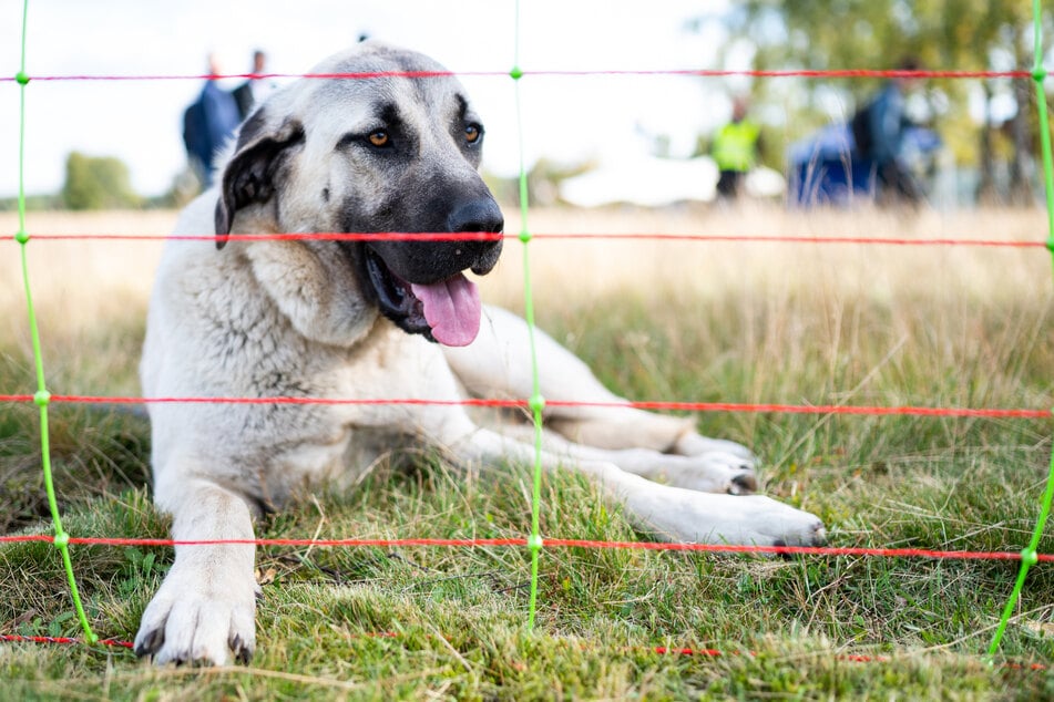 Der große Hirtenhund des 27-Jährigen gehörte zur Kangal-Rasse. (Symbolfoto)