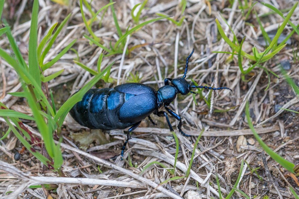 Der Schwarzblaue Ölkäfer ist der Käfer des Jahres 2020. Man beobachtet ihn besser, anstatt ihn anzufassen.