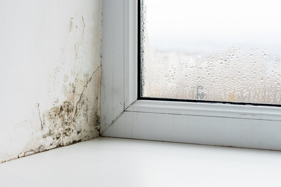 Wer richtig stoßlüftet, vermeidet Schimmel im kalten Fensterbereich, den sogenannten Kältebrücken.