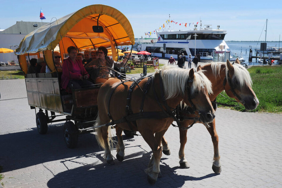 Weil alle Busfahrer krank sind, hat die Insel Hiddensee einen Ersatzverkehr mit einer Pferdekutsche eingerichtet. (Archivfoto)