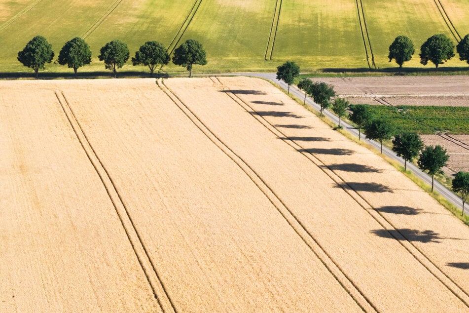 Die Hitze macht der Natur zu schaffen. In Bayern zeigt sich – mal wieder – eine massive Austrocknung der Bodenschichten. Die Gegenmaßnahmen der Politik bleiben überschaubar.