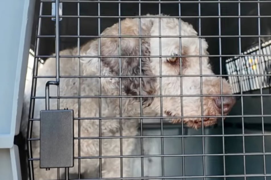 Zwar hinter Gittern, aber wieder mit gesundem Fell. Sully ist auf dem Weg der Besserung.