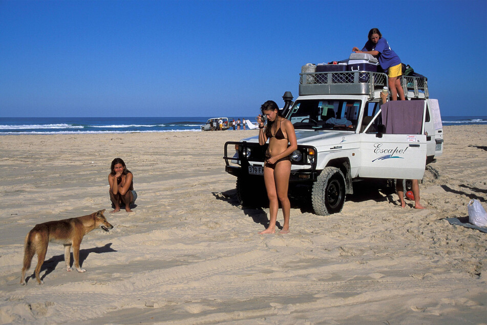 A dingo greets tourists on Fraser Island, proving that they're not as dangerous as people think.