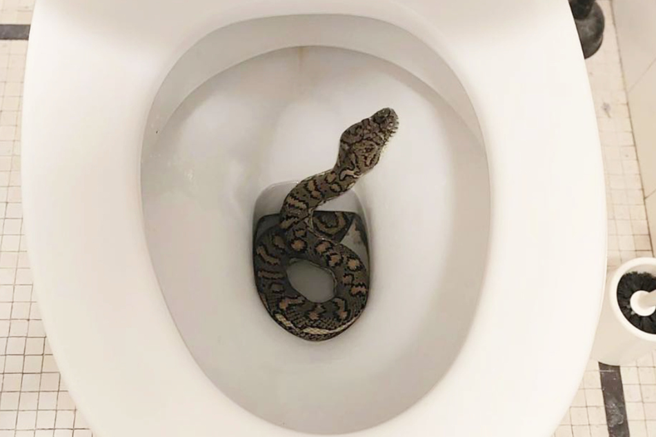 Nach mehreren Tagen "Schlangenbeschwörung" reckte die Python schließlich ihren Kopf aus der Kloschüssel.
