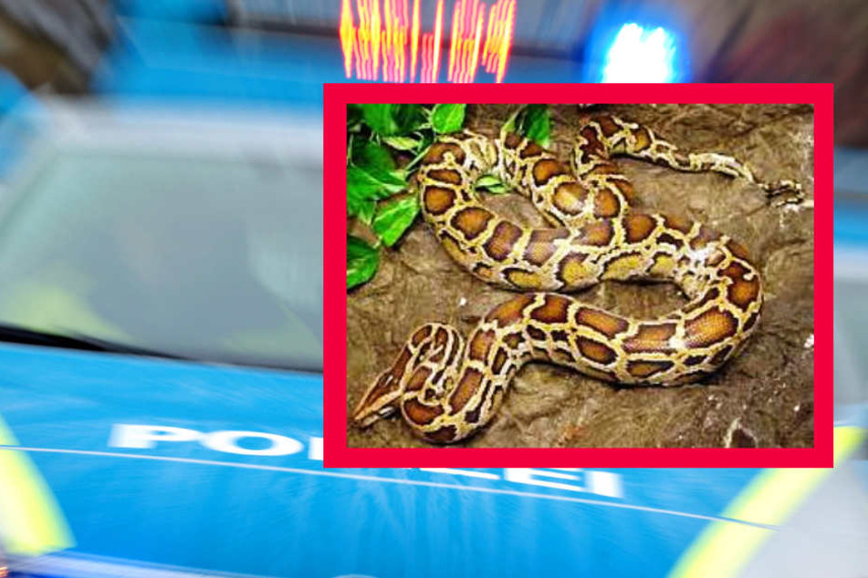 Nach einer riesigen Würgeschlange wird in Hessen gesucht.