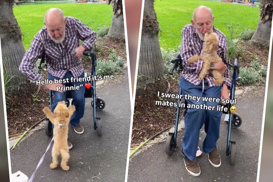 Trpasličí pudl Prinnie a John jsou nerozluční.