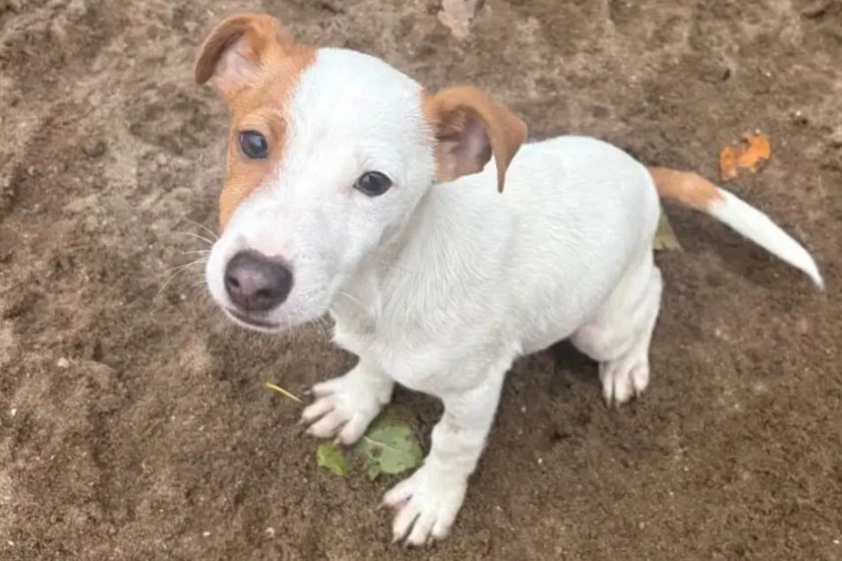 Zack, un cruce de Jack Russell Terrier del refugio de animales de Hamburgo, está buscando un hogar definitivo.