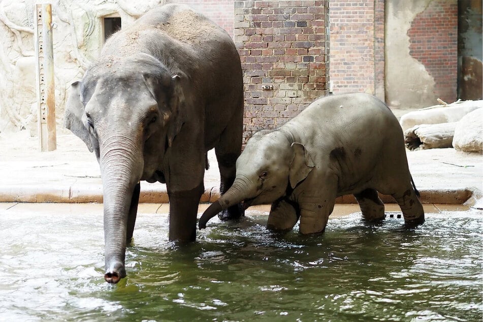 Mutter und Tochter müssen den Leipziger Zoo schon bald verlassen.