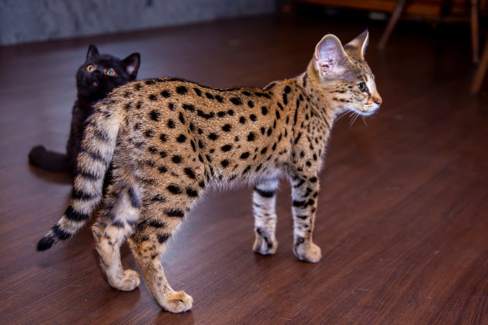 Die Katzenrasse Savannah fällt durch insgesamt sehr große Tiere auf.